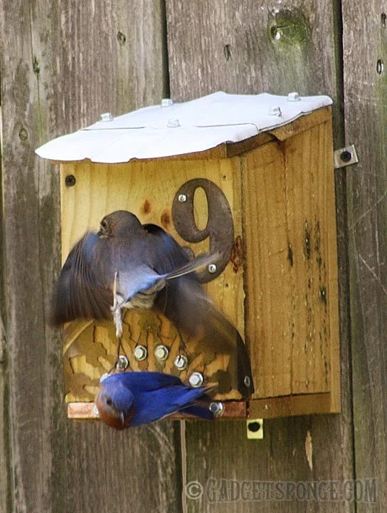 bluebirdsaysmove.jpg