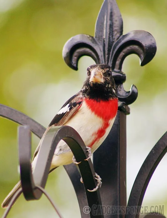 rosebreastedgrosbeakcloseup.jpg