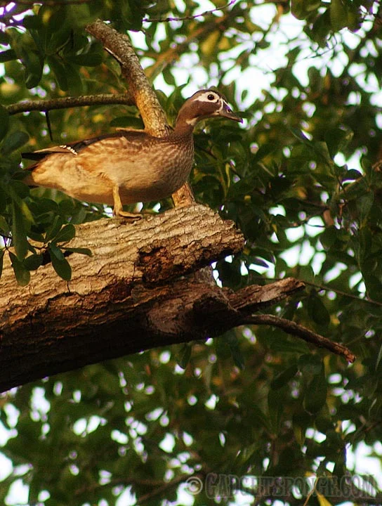 femalewoodduckintree.jpg