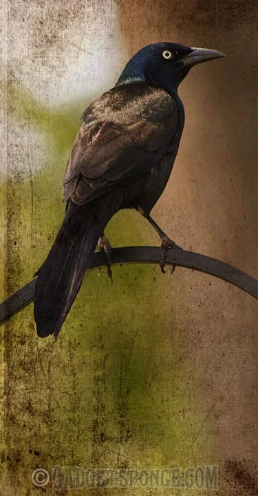 grackleperched.jpg