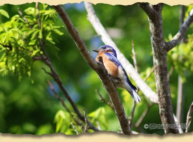 easternaturepics1.jpg