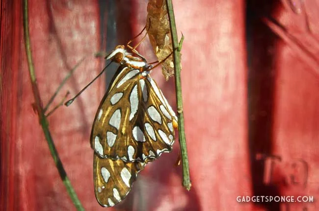 gulffritillaryhatch3.jpg