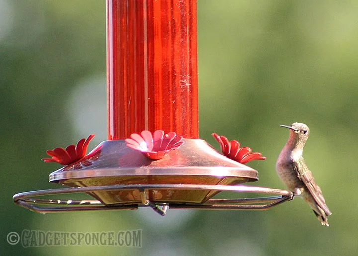 hummingbirdstare.jpg