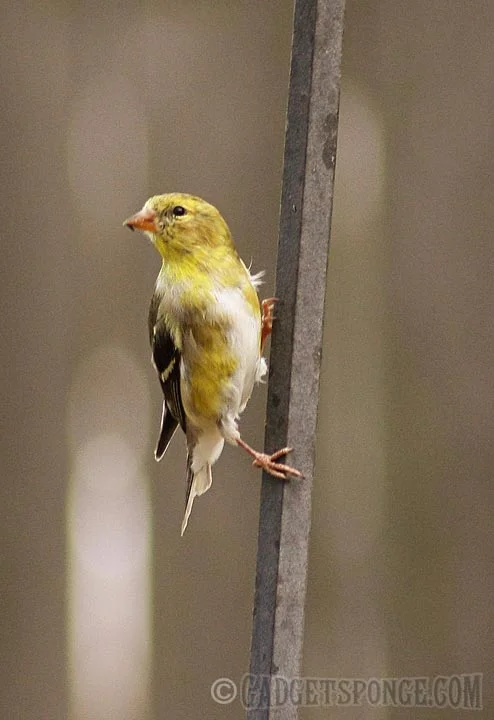 goldfinchhangperch.jpg