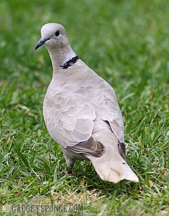 eurasiancollareddoveaway.jpg