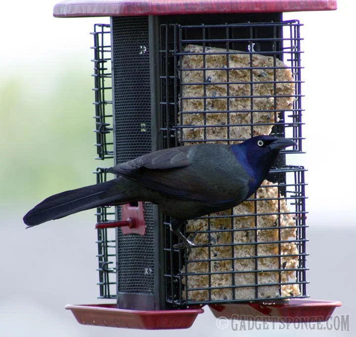 gracklesuet.jpg