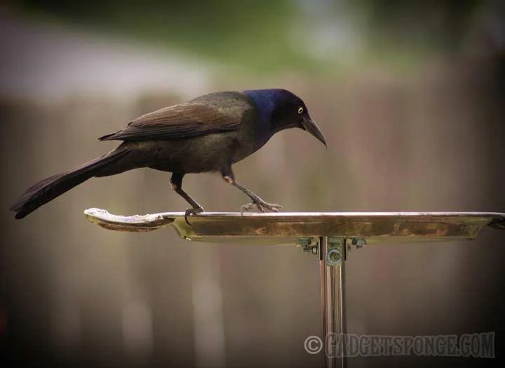 grackleonfeedingtray.jpg