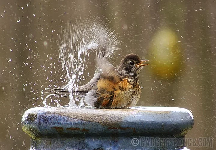 youngrobinbathing.jpg