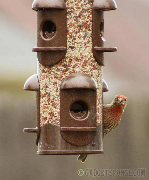 housefinch.jpg