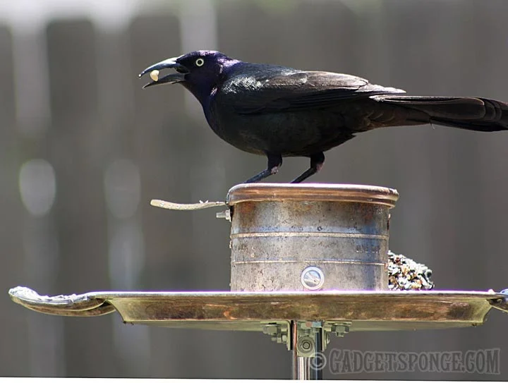 gracklewithpeanut.jpg