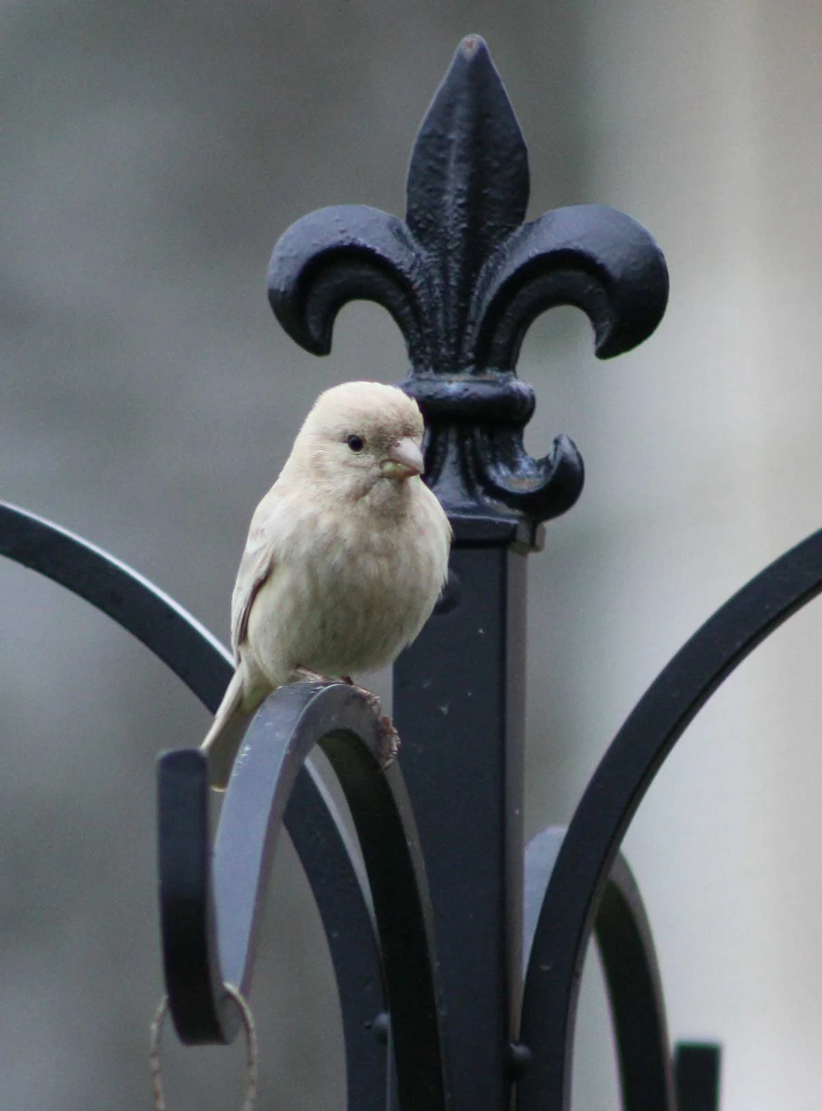 leucistichousefinch7.jpg