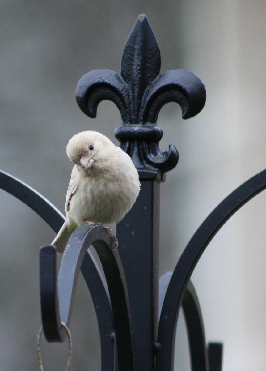 leucistichousefinch8.jpg