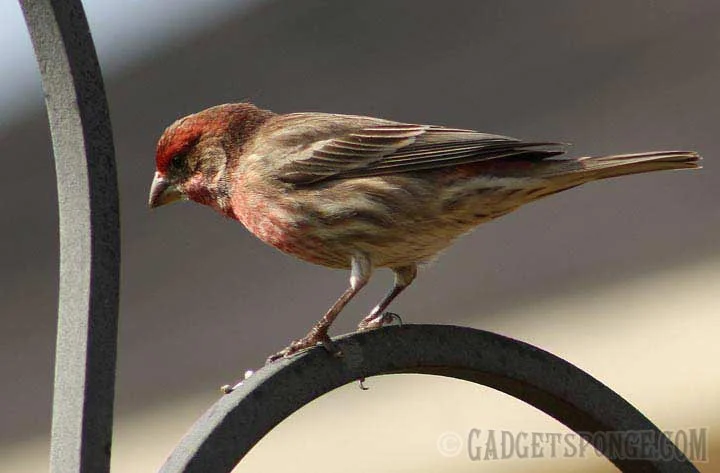 housefinch2.jpg
