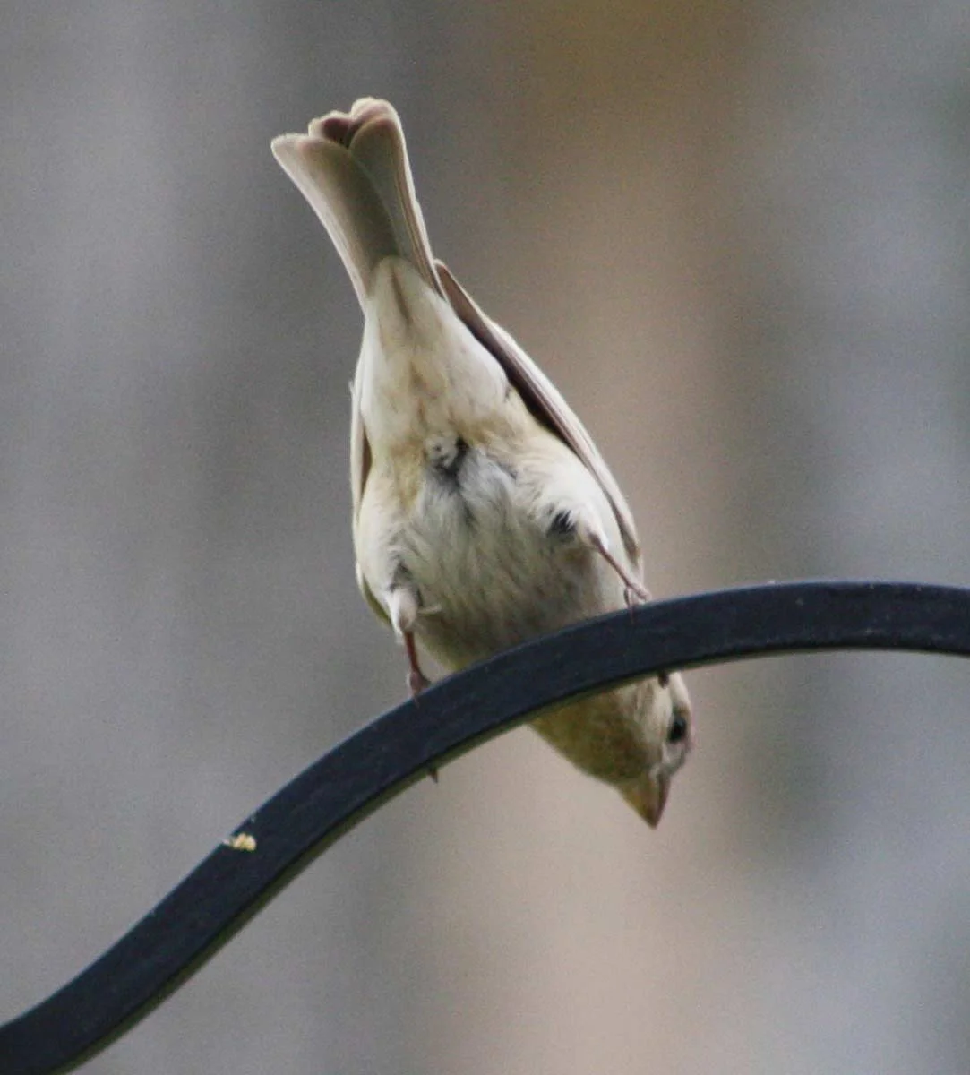leucistichousefinch3.jpg