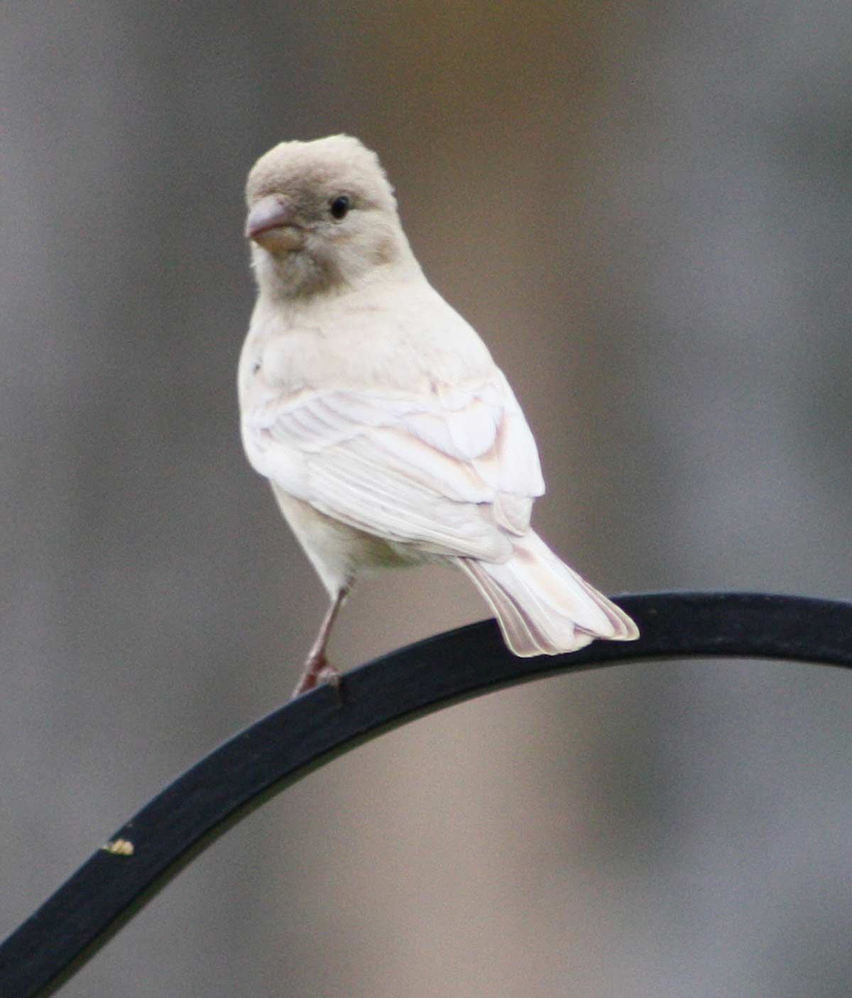 leucistichousefinch4.jpg