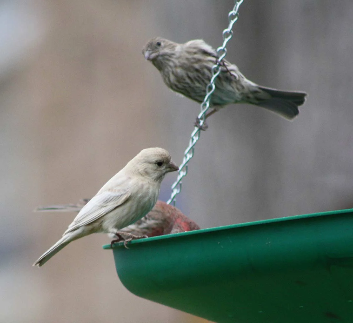 leucistichousefinch5.jpg