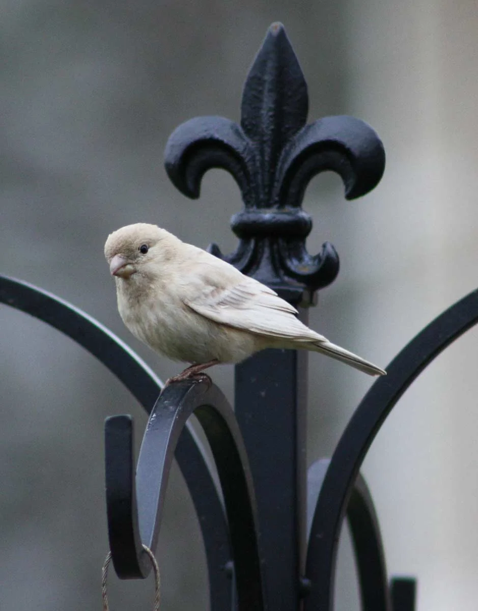 leucistichousefinch6.jpg