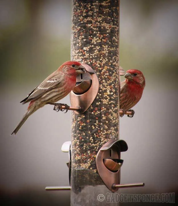 housefinches.jpg