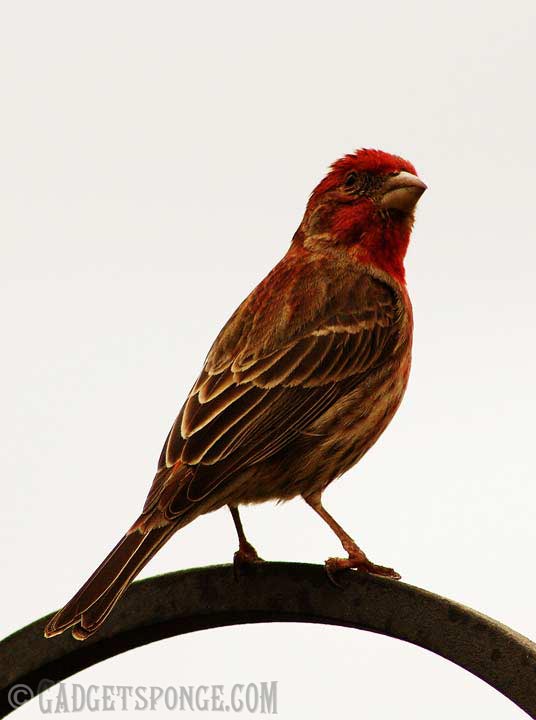 housefinch3.jpg