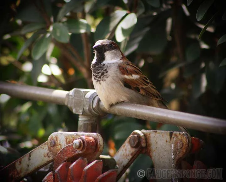 housesparrow.jpg