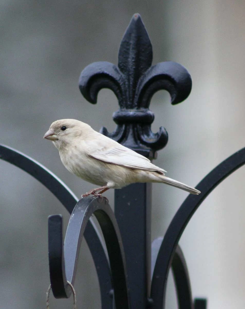 leucistichousefinch.jpg