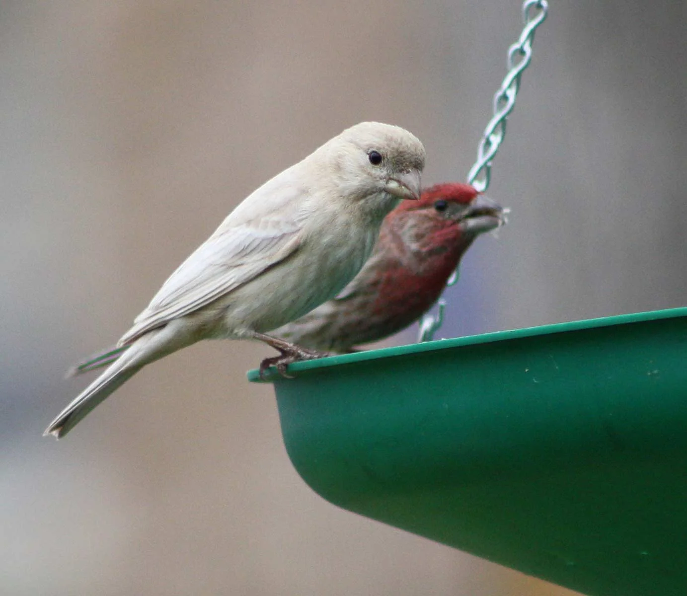 leucistichousefinch2.jpg