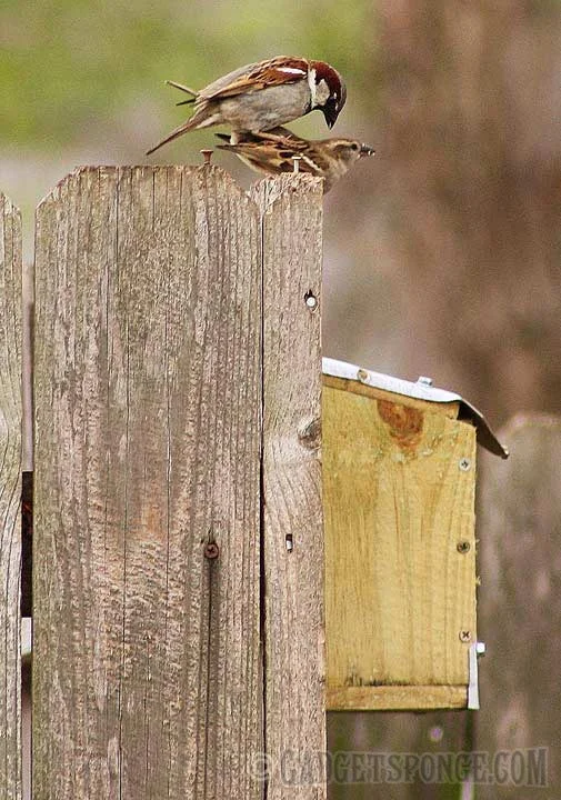 housesparrowlovin.jpg