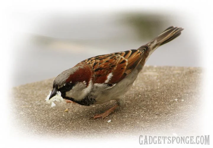 housesparrowsnack.jpg