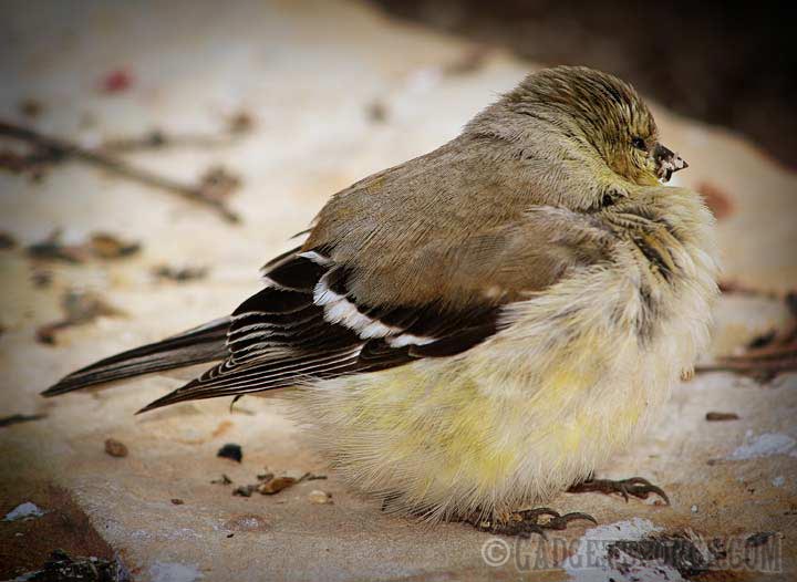 juvenilegoldfinch3.jpg