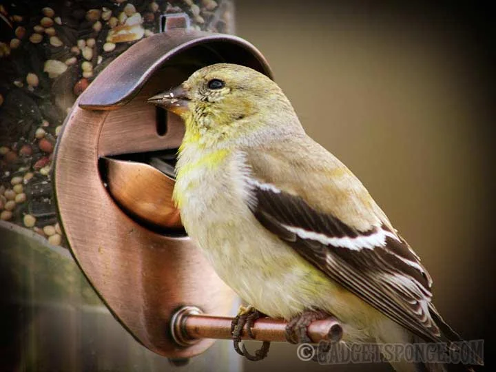 juvenilegoldfinch2.jpg