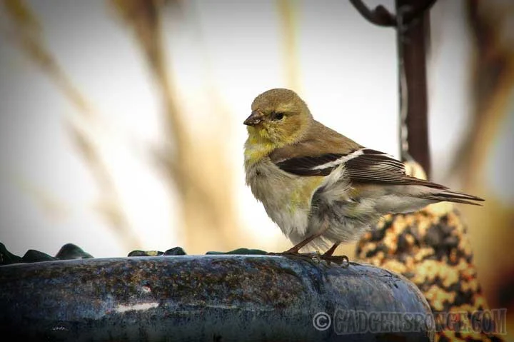juvenilegoldfinch.jpg