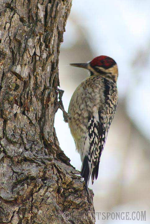 juveniledownywoodpecker.jpg