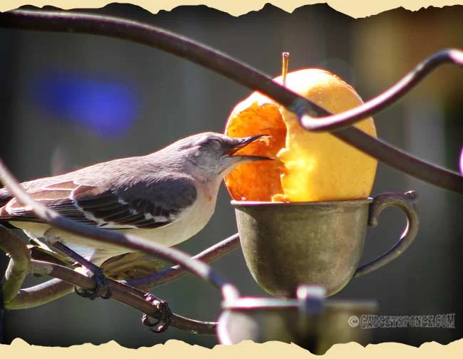 lateaprilmockingbird.jpg
