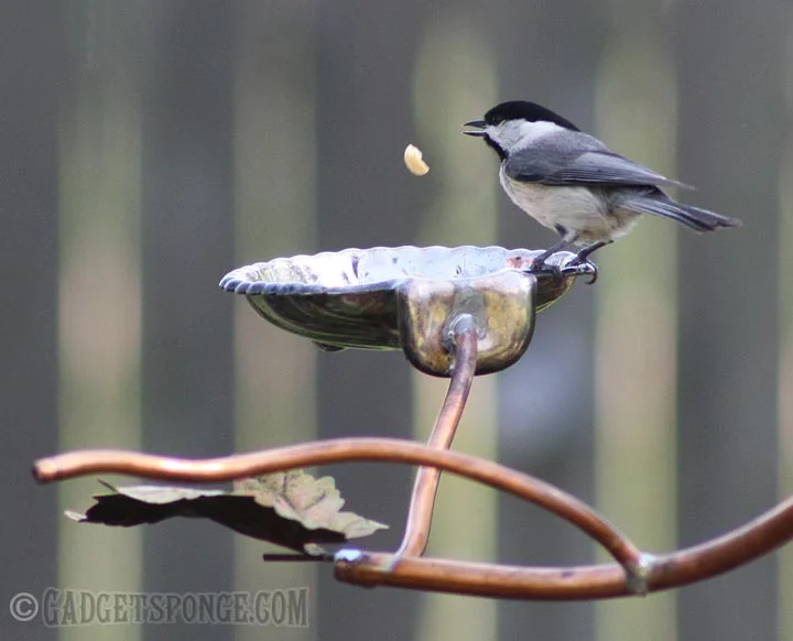 chickadeerejectingpeanut.jpg