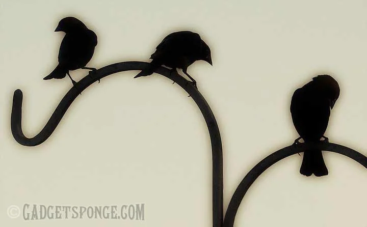 cowbirdsilhouette.jpg