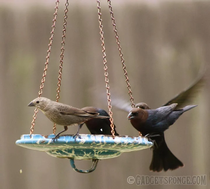 cowbirds.jpg
