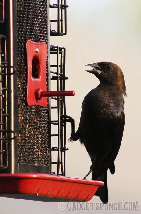 cowbirdclimbing.jpg