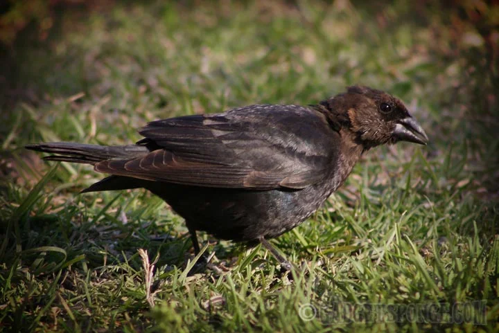 cowbird.jpg