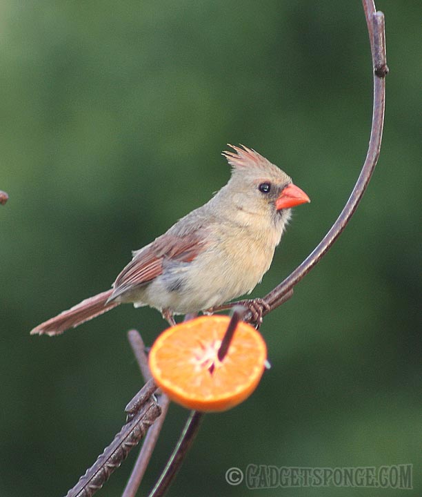 femalecardinalwithorange.jpg