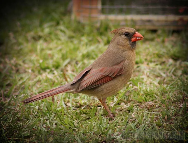 femalecardinal.jpg