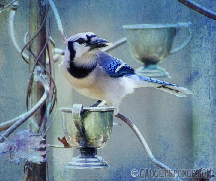 bluejaybluedistressed.jpg