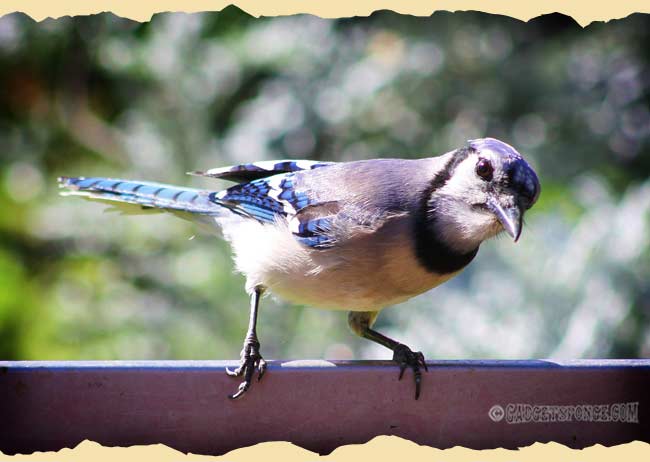 lateaprilbluejay.jpg