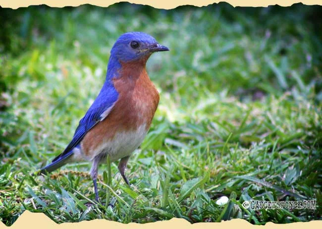 lateaprilbluebird.jpg
