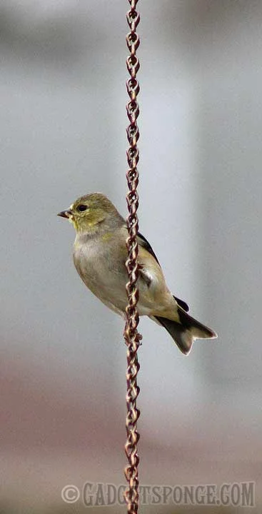 finch.jpg
