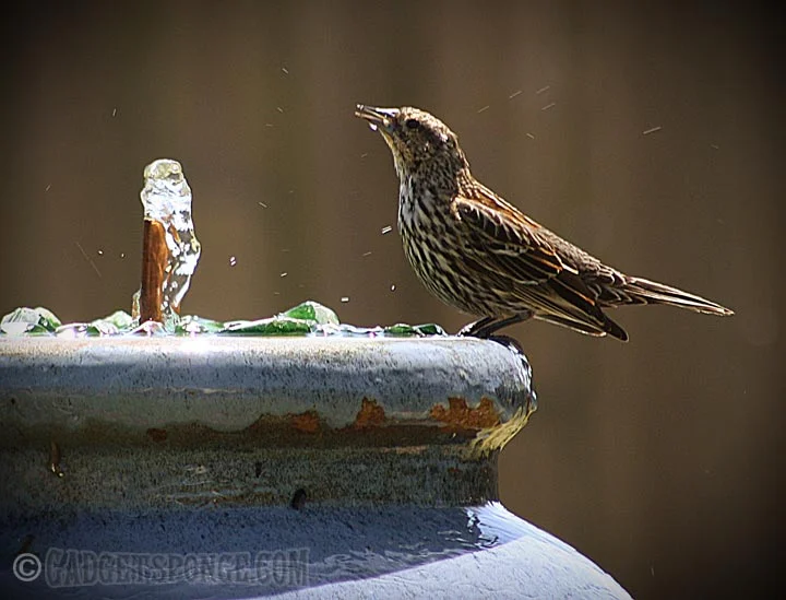 femalerwblackbirddrinking.jpg