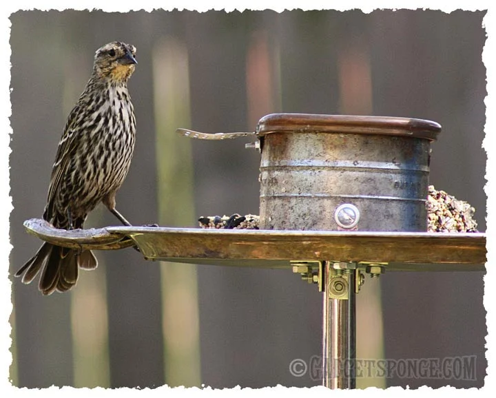 femaleredwingedblackbird.jpg