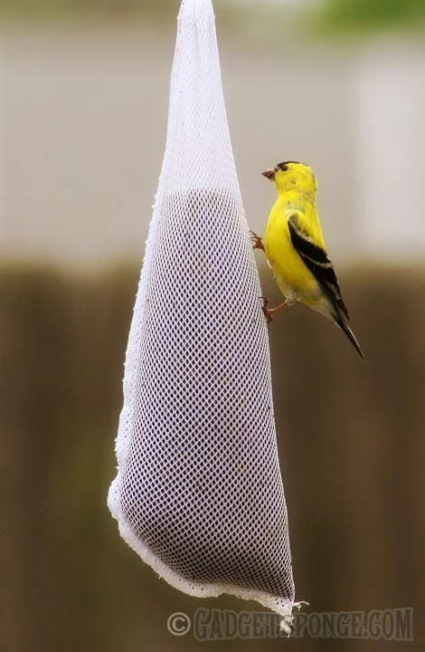 goldfinchadultmalethistlesock.jpg