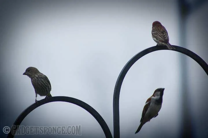finchandsparrowearlymorning.jpg