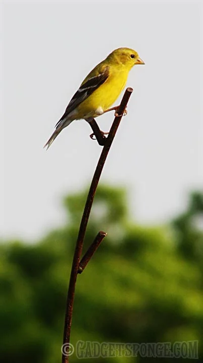 goldfinchattoplimb.jpg
