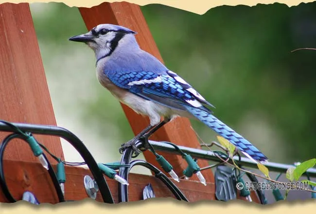easternaturepics17.jpg